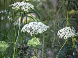 Attēlu rezultāti vaicājumam “Cenolophium denudatum”