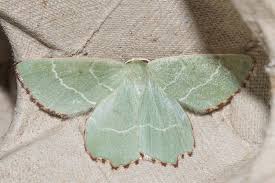 Attēlu rezultāti vaicājumam “Thalera fimbrialis”