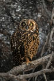 Attēlu rezultāti vaicājumam “Asio flammeus”