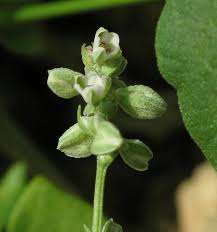 Attēlu rezultāti vaicājumam “Fallopia convolvulus fruit”