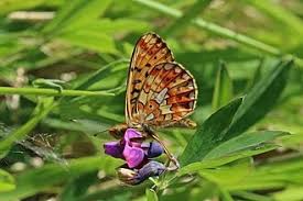 Attēlu rezultāti vaicājumam “Clossiana euphrosyne underside”