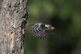 Attēlu rezultāti vaicājumam “Dendrocopos minor male”