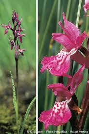 Attēlu rezultāti vaicājumam “Dactylorhiza traunsteineri”
