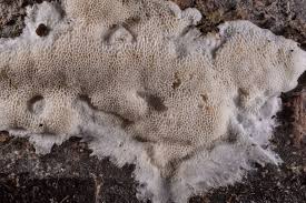 Attēlu rezultāti vaicājumam “Trechispora mollusca”