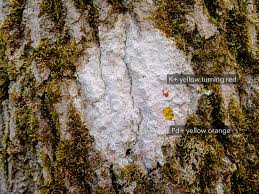 Attēlu rezultāti vaicājumam “Phlyctis agelaea”