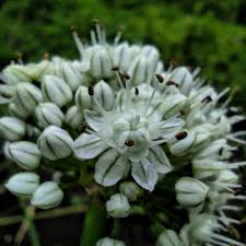 Attēlu rezultāti vaicājumam “Allium cepa flower”