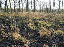 Attēlu rezultāti vaicājumam “Hordelymus europaeus leaf”