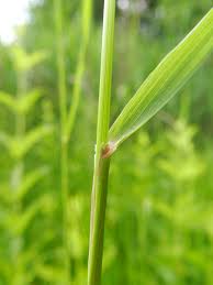 Attēlu rezultāti vaicājumam “Calamagrostis canescens”