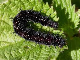 Attēlu rezultāti vaicājumam “Inachis io”