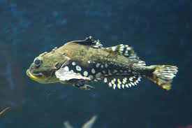 Image result for Myoxocephalus quadricornis