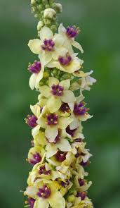 Attēlu rezultāti vaicājumam “Verbascum nigrum flower”
