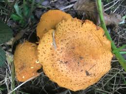 Attēlu rezultāti vaicājumam “Phronia sp.”