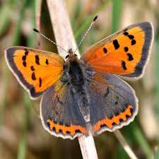 Attēlu rezultāti vaicājumam “Lycaena phlaeas”