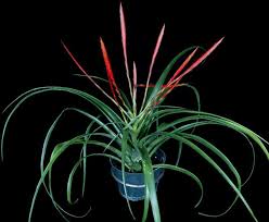 Image result for tillandsia umbellata