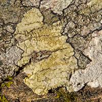 Attēlu rezultāti vaicājumam “Pertusaria flavida”