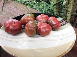 Afbeeldingsresultaat voor purple calabash tomato