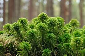 Attēlu rezultāti vaicājumam “Sphagnum wulfianum”