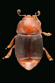 Attēlu rezultāti vaicājumam “Nitidulidae”