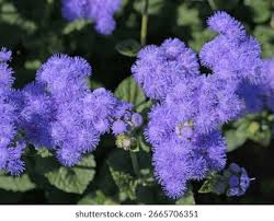 Image result for Leberbalsam