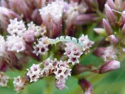 Attēlu rezultāti vaicājumam “Chloroclystis v-ata”