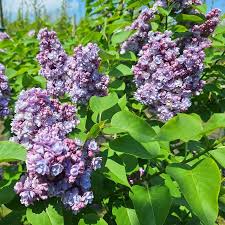 Attēlu rezultāti vaicājumam “Syringa vulgaris flower”