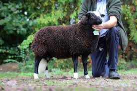 Image result for Ponthenri A F C