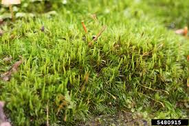 Attēlu rezultāti vaicājumam “Dicranum flagellare”