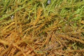 Attēlu rezultāti vaicājumam “Anomodon longifolius”