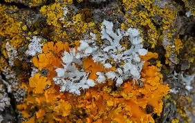 Attēlu rezultāti vaicājumam “Physcia adscendens”