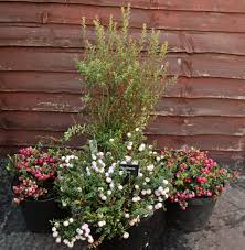 Attēlu rezultāti vaicājumam “Gaultheria cuneata”