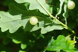 Attēlu rezultāti vaicājumam “Neuroterus quercusbaccarum”