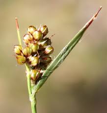 Attēlu rezultāti vaicājumam “Luzula pilosa bud”