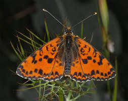 Attēlu rezultāti vaicājumam “Melitaea didyma male”