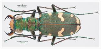 Attēlu rezultāti vaicājumam “Cicindela sylvatica imago”