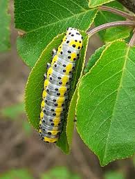 Attēlu rezultāti vaicājumam “Diloba caeruleocephala”