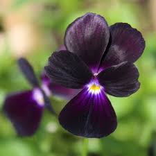 Image result for Hornveilchen