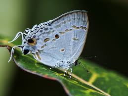 Attēlu rezultāti vaicājumam “Theclinae”