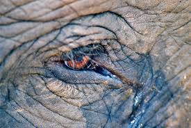 Image result for sad elephant