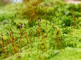 Attēlu rezultāti vaicājumam “Aulacomnium androgynum sporophyte”