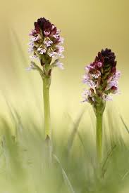 Attēlu rezultāti vaicājumam “Orchis ustulata flower”