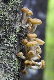 Attēlu rezultāti vaicājumam “Cribraria intricata young”