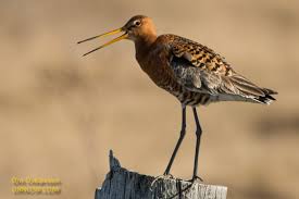 Attēlu rezultāti vaicājumam “Tringa totanus”