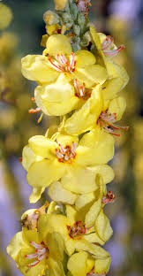 Image result for Verbascum densiflorum