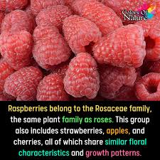 Attēlu rezultāti vaicājumam “Rosaceae”