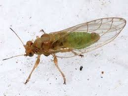 Attēlu rezultāti vaicājumam “Trioza dispar nymph”