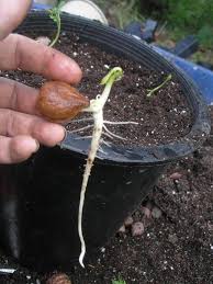 Attēlu rezultāti vaicājumam “Juglans ailanthifolia”