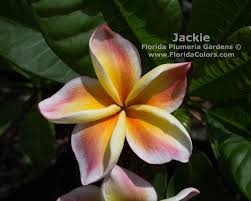 Attēlu rezultāti vaicājumam “Populus x jackii flower”