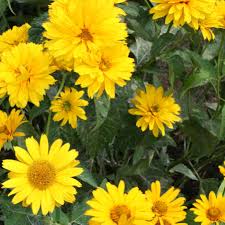 Image result for Heliopsis scabra