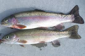 Image result for Oncorhynchus mykiss