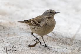 Image result for Anthus spinoletta